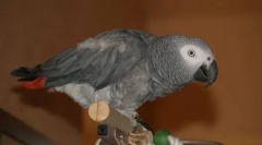 Zajedno se zabavljaju na prostranstvu: video s pjevanjem parrot gregory